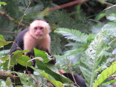Panamanian White-Faced Capuchin photo 2