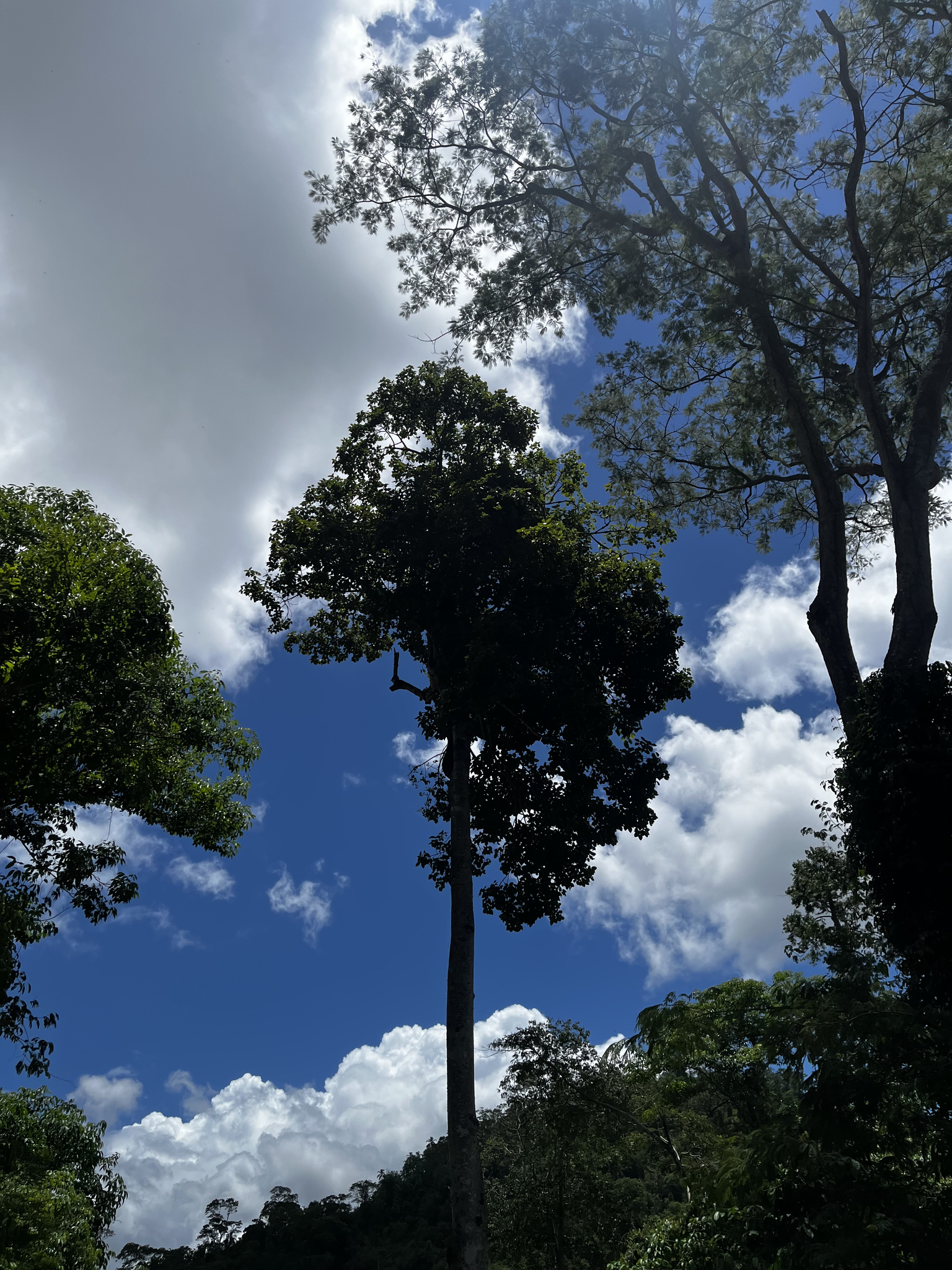 Imagem de Pau-rei