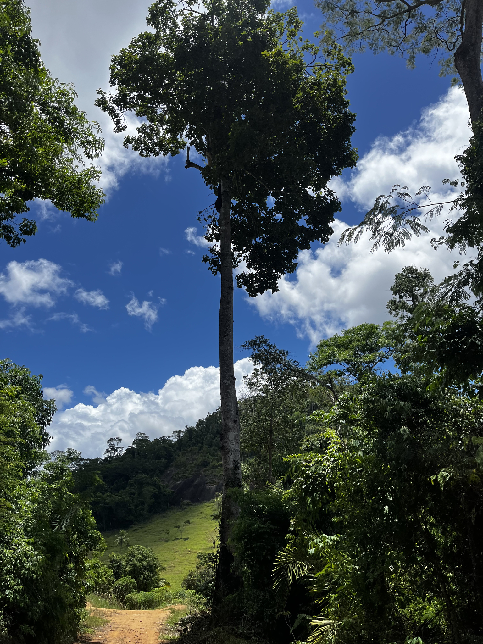 Imagem de Pau-rei