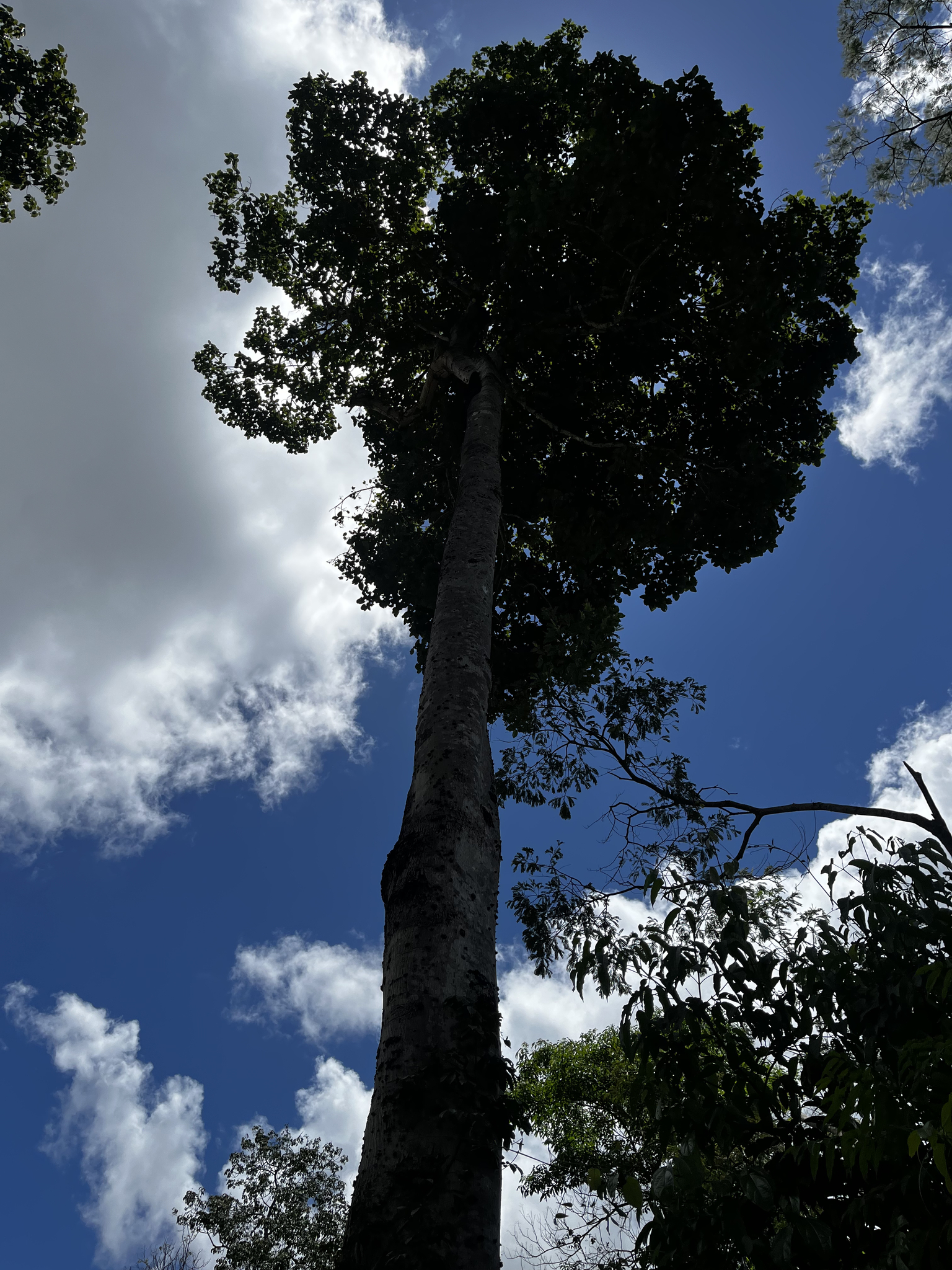 Imagem de Pau-rei