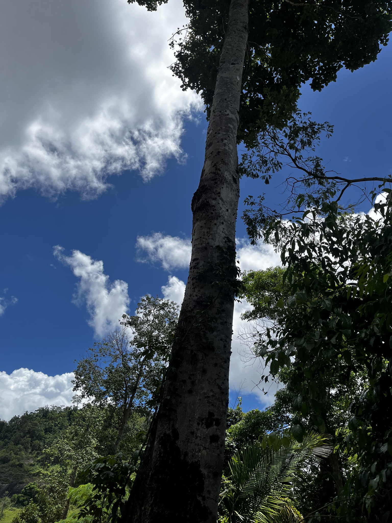 Imagem de Pau-rei