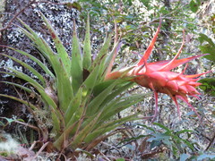 Tillandsia sierrajuarezensis