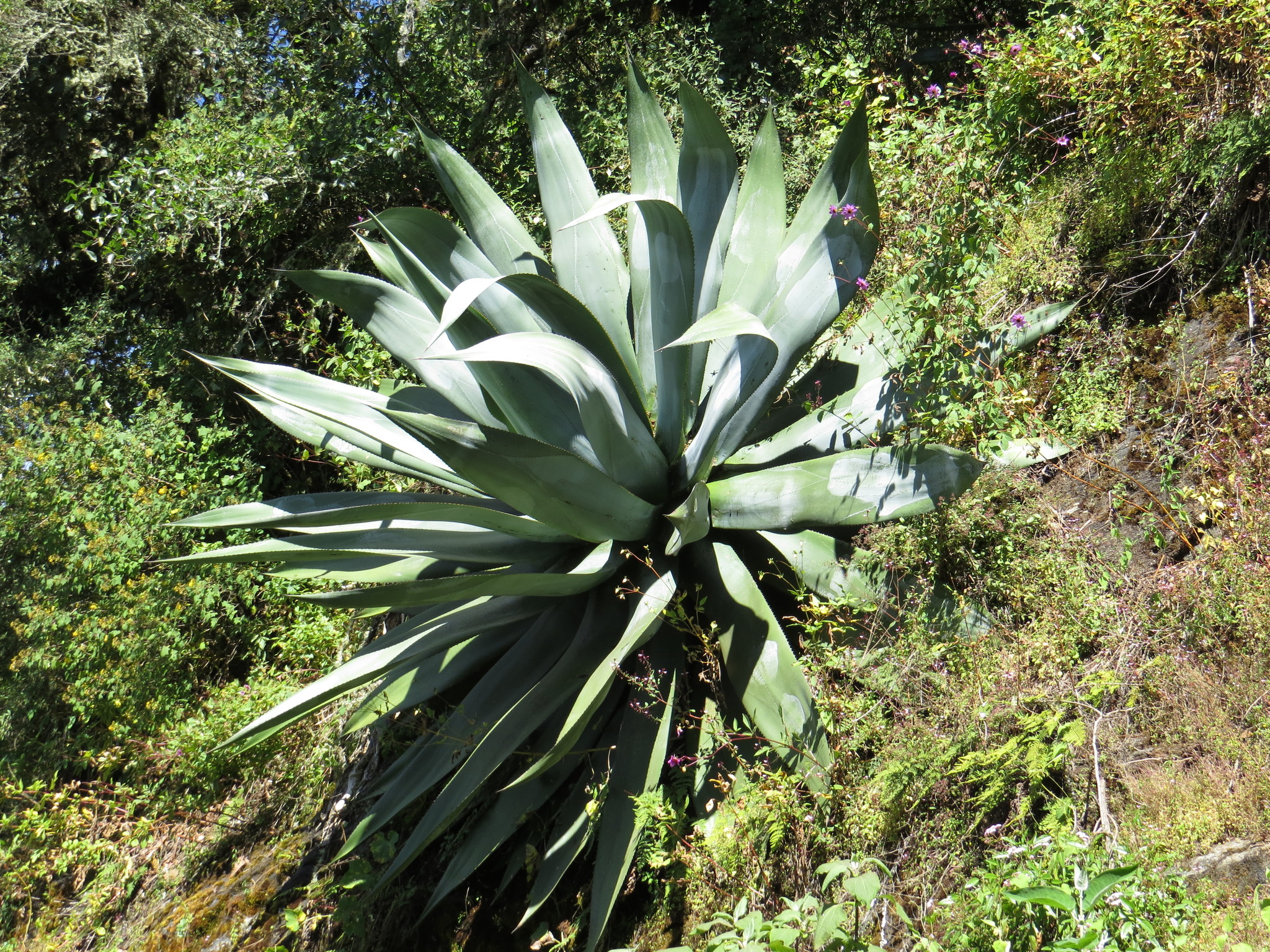 pulque agave (Agave atrovirens)  iNaturalist