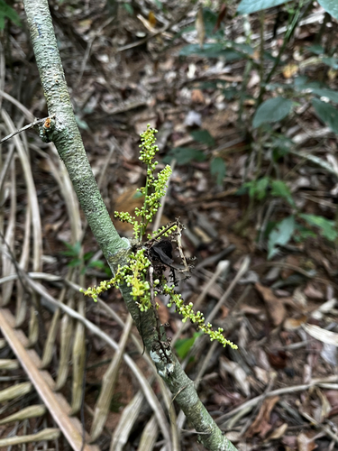 Paullinia ternata