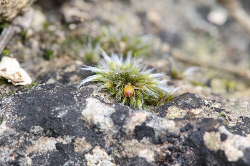 Grimmia crinita, 2026-02-18