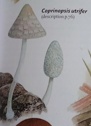 Coprinopsis utrifer