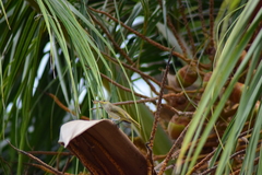 Lichmera indistincta limbata