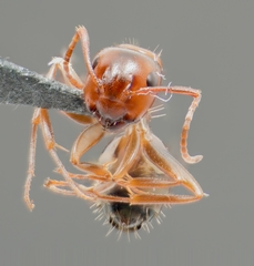 Camponotus essigi