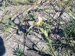 Solanum juvenale