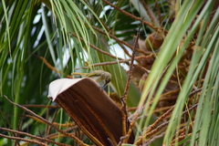 Lichmera indistincta limbata