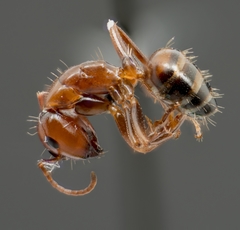 Camponotus essigi