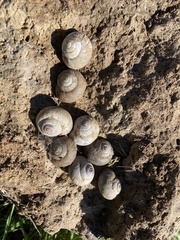 Xerarionta intercisa