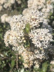 Ceanothus megacarpus insularis