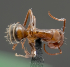 Camponotus essigi