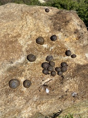 Xerarionta intercisa