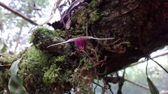 Scaphosepalum swertiifolium