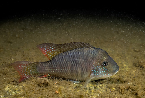 Zuidelijke bultkop-aardeter (Gymnogeophagus australis) — Cichlidae