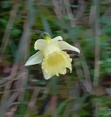 Narcissus pallidiflorus, photograph (c) Gijs Romijn, some rights reserved (CC BY)