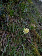 Narcissus pallidiflorus, photograph (c) Gijs Romijn, some rights reserved (CC BY)