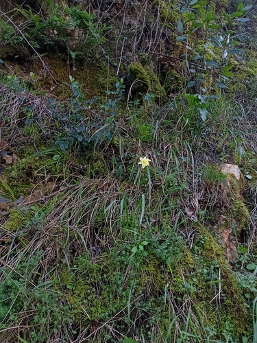 Narcissus pallidiflorus, photograph 5