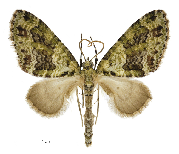 Tatosoma alta