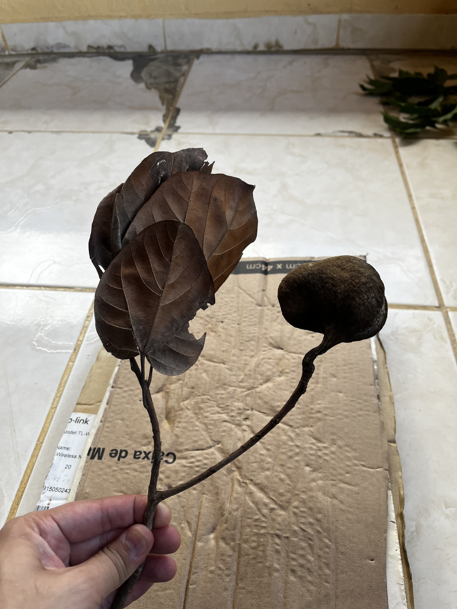 Imagem de Pau-rei