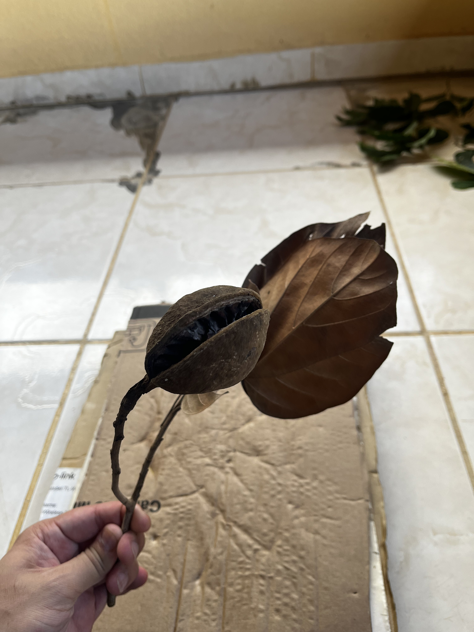 Imagem de Pau-rei