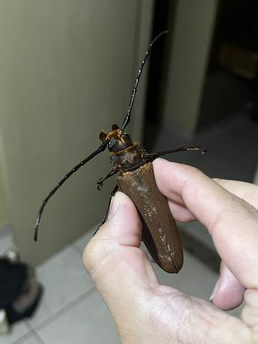 Orthomegas similis