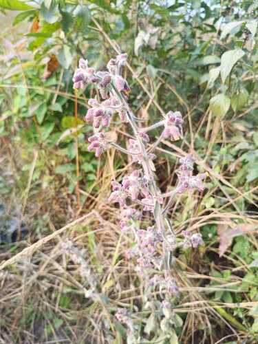 Blumea met grote aren (Blumea macrostachya)