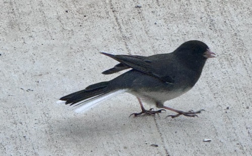 Dark-eyed Junco photographed in Texas