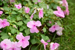 Macroglossum passalus