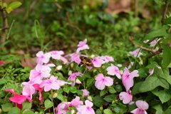 Macroglossum passalus