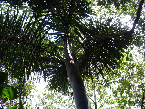 Dictyocaryum lamarckianum, photograph 6