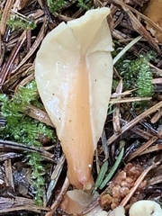 Cudoniaceae