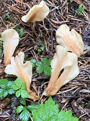Cudoniaceae