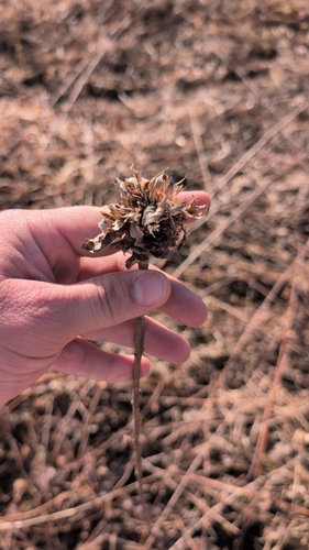 Unknown species found near Burr Ridge, IL, USA