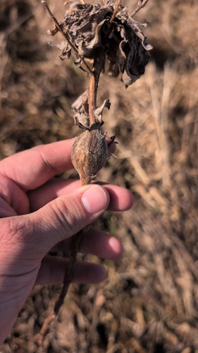 Unknown species found near Burr Ridge, IL, USA