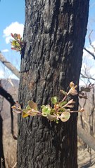 Eucalyptus macrorhyncha