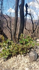 Eucalyptus macrorhyncha