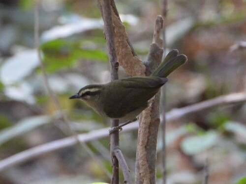 iNaturalist image