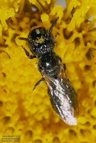 Zadontomerus