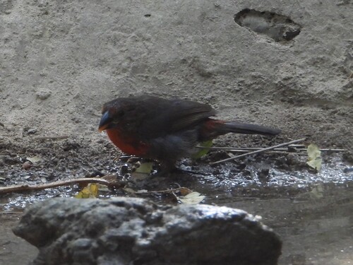 iNaturalist image