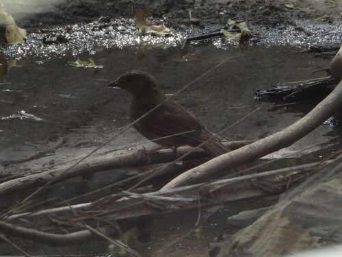 iNaturalist image