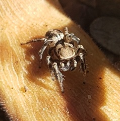 Habronattus clypeatus