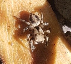 Habronattus clypeatus