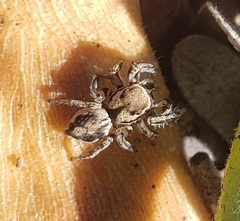 Habronattus clypeatus