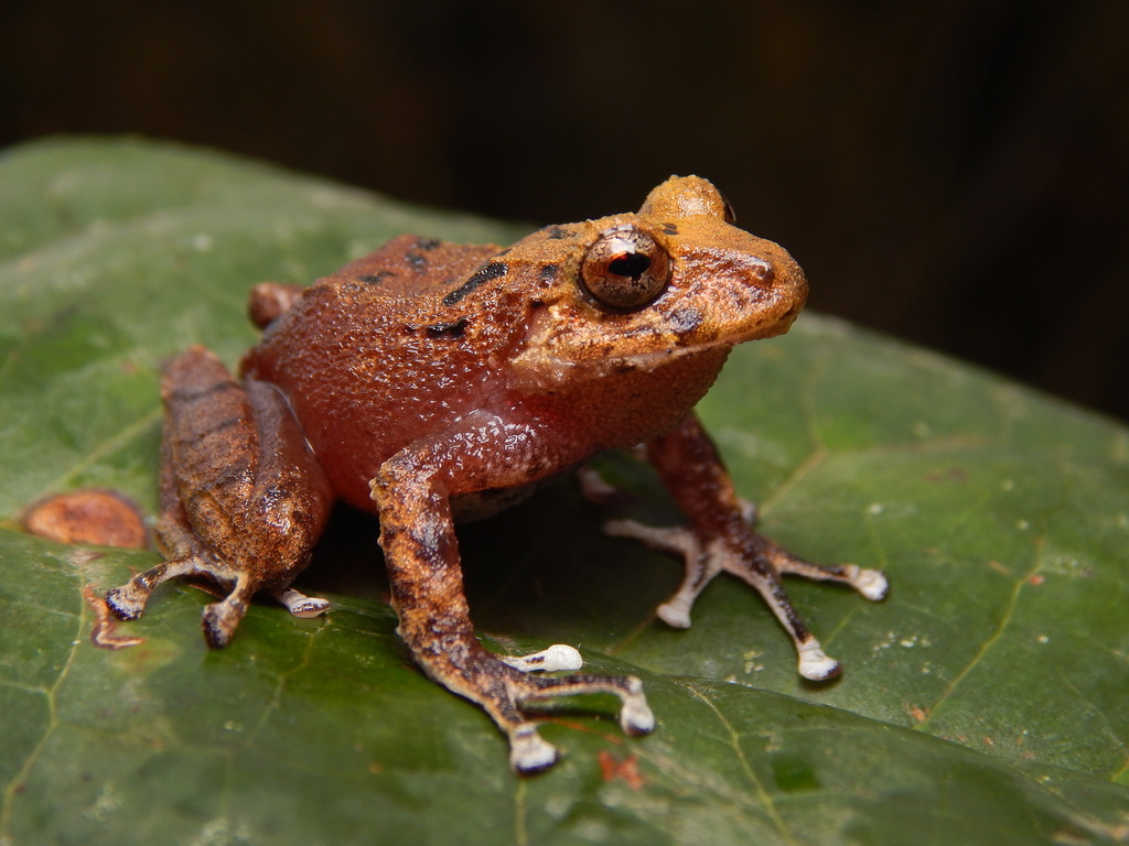 Cauca Robber Frog