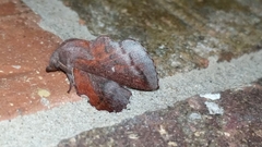 Phyllodesma occidentis