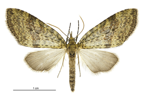 Tatosoma transitaria (Walker, 1862)