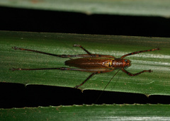 Ischnomela pulchripennis